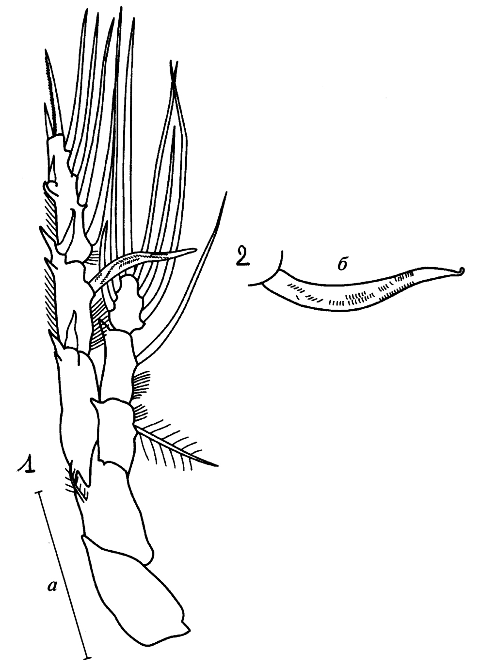Species Heterorhabdus tanneri - Plate 15 of morphological figures