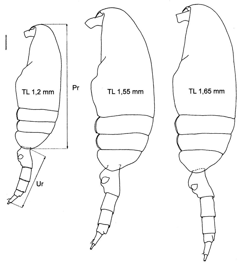 Species Pseudocalanus acuspes - Plate 2 of morphological figures
