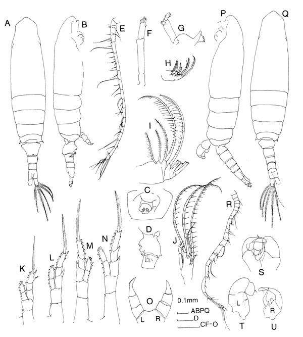 Espèce Sulcanus conflictus - Planche 1 de figures morphologiques