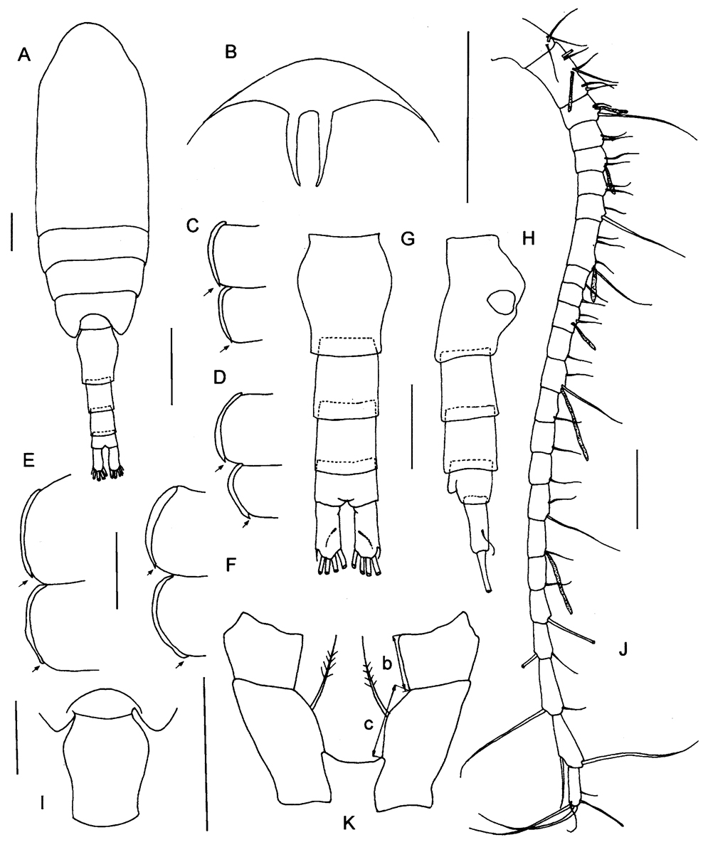 Espèce Pseudocalanus acuspes - Planche 3 de figures morphologiques
