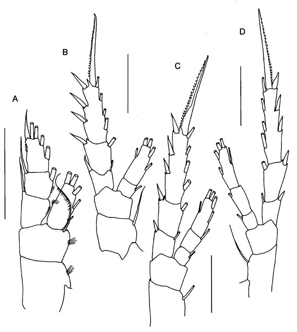 Espèce Pseudocalanus acuspes - Planche 5 de figures morphologiques