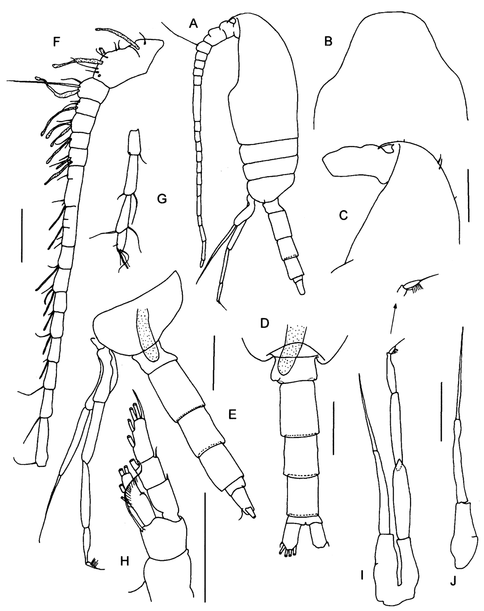 Espèce Pseudocalanus acuspes - Planche 6 de figures morphologiques