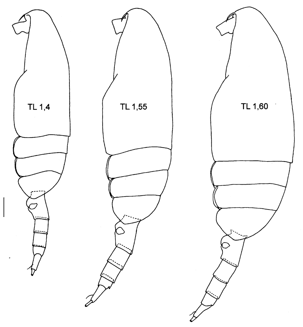 Species Pseudocalanus minutus - Plate 9 of morphological figures