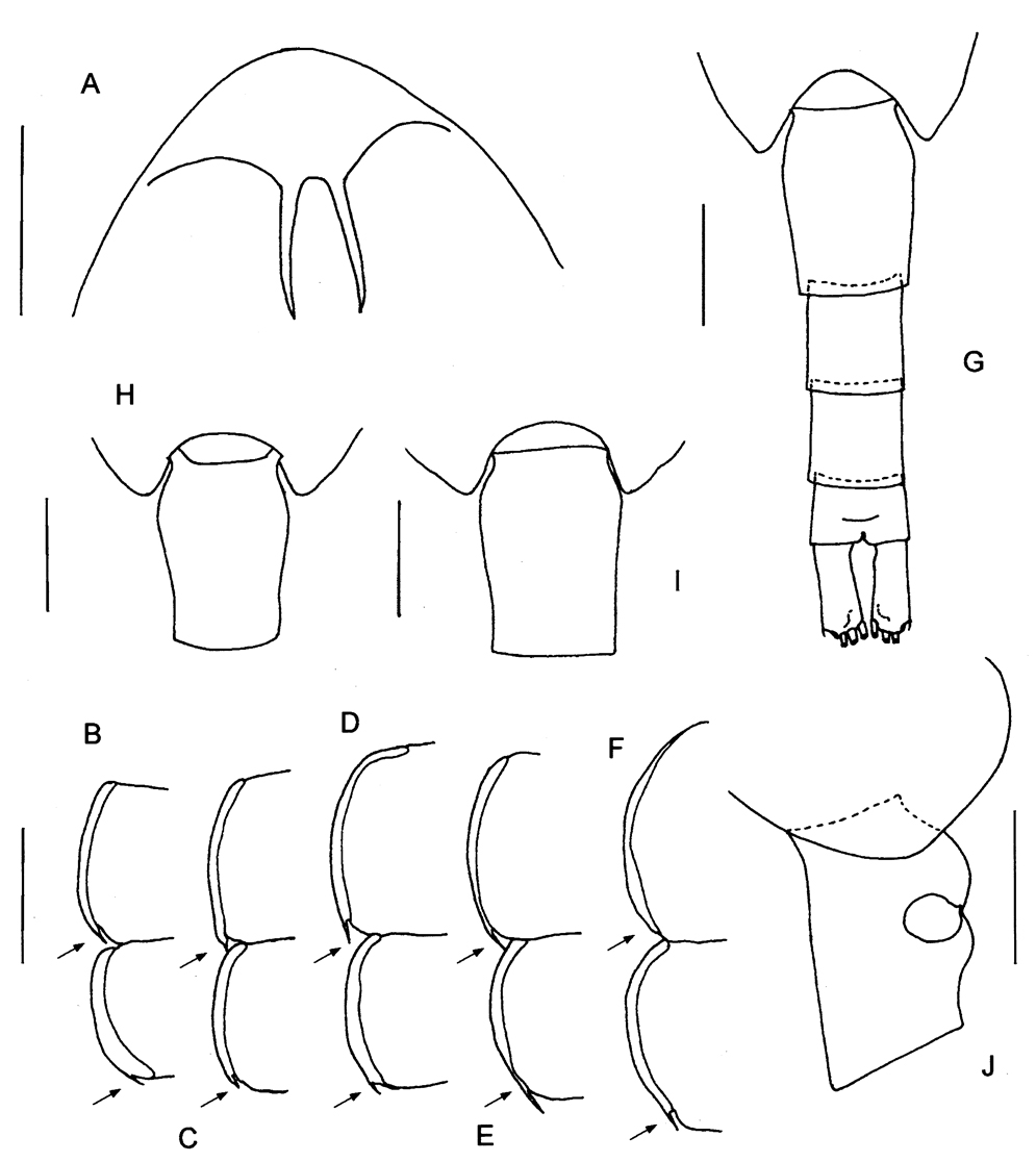 Espce Pseudocalanus minutus - Planche 10 de figures morphologiques