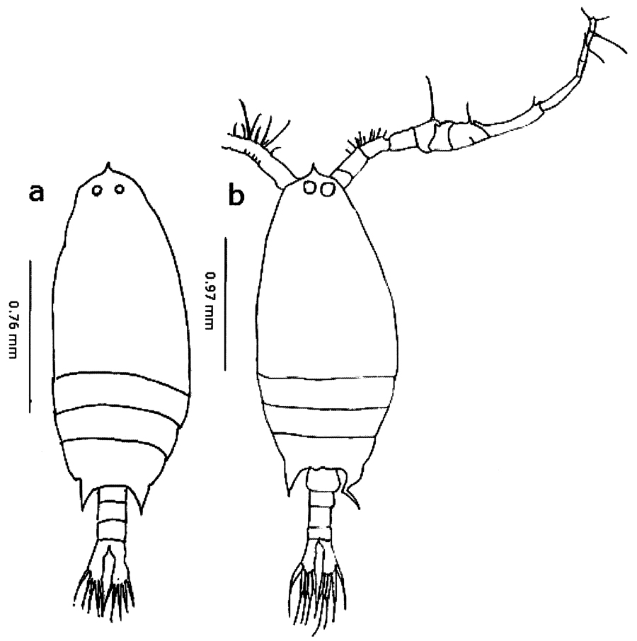 Species Labidocera acuta - Plate 30 of morphological figures