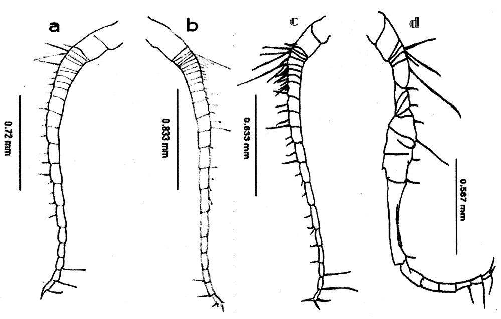 Espce Labidocera acuta - Planche 32 de figures morphologiques