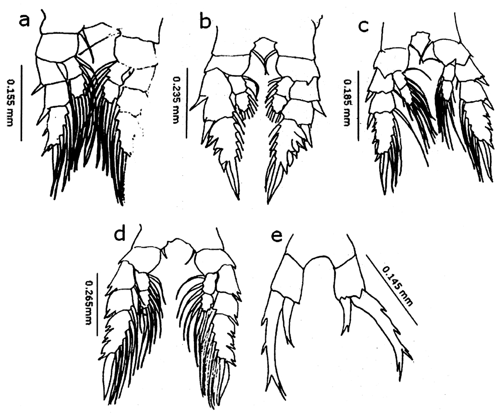 Species Labidocera acuta - Plate 33 of morphological figures