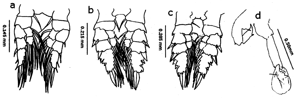 Species Labidocera acuta - Plate 34 of morphological figures