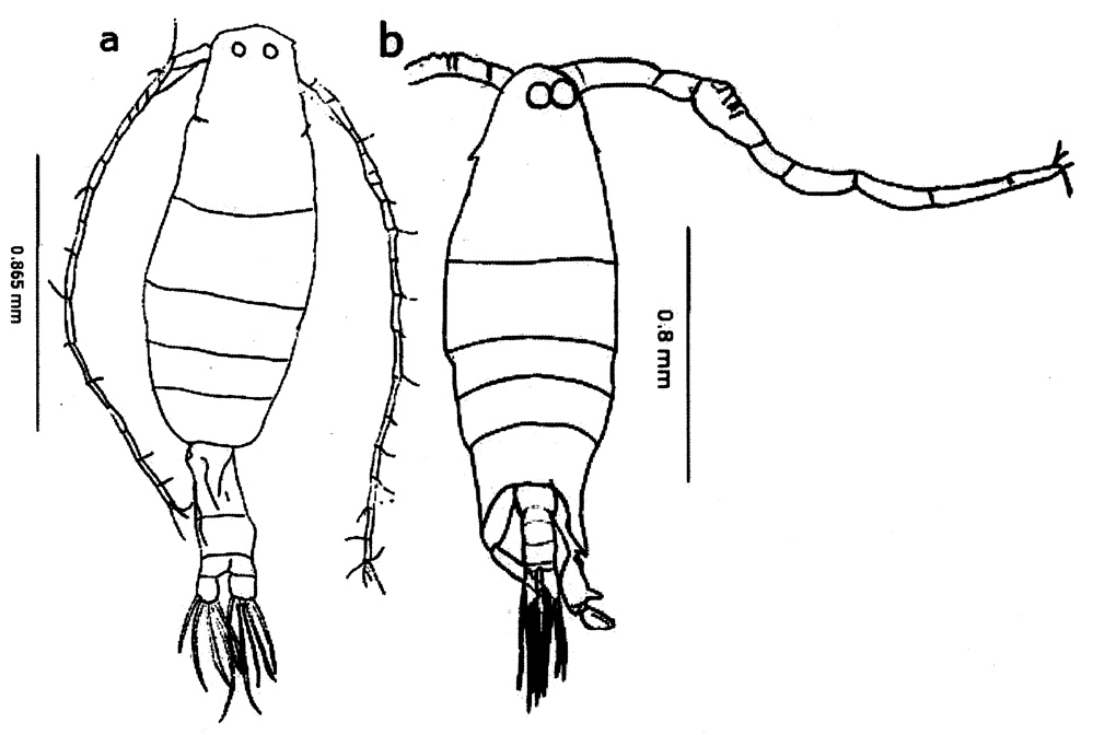 Species Labidocera minuta - Plate 21 of morphological figures