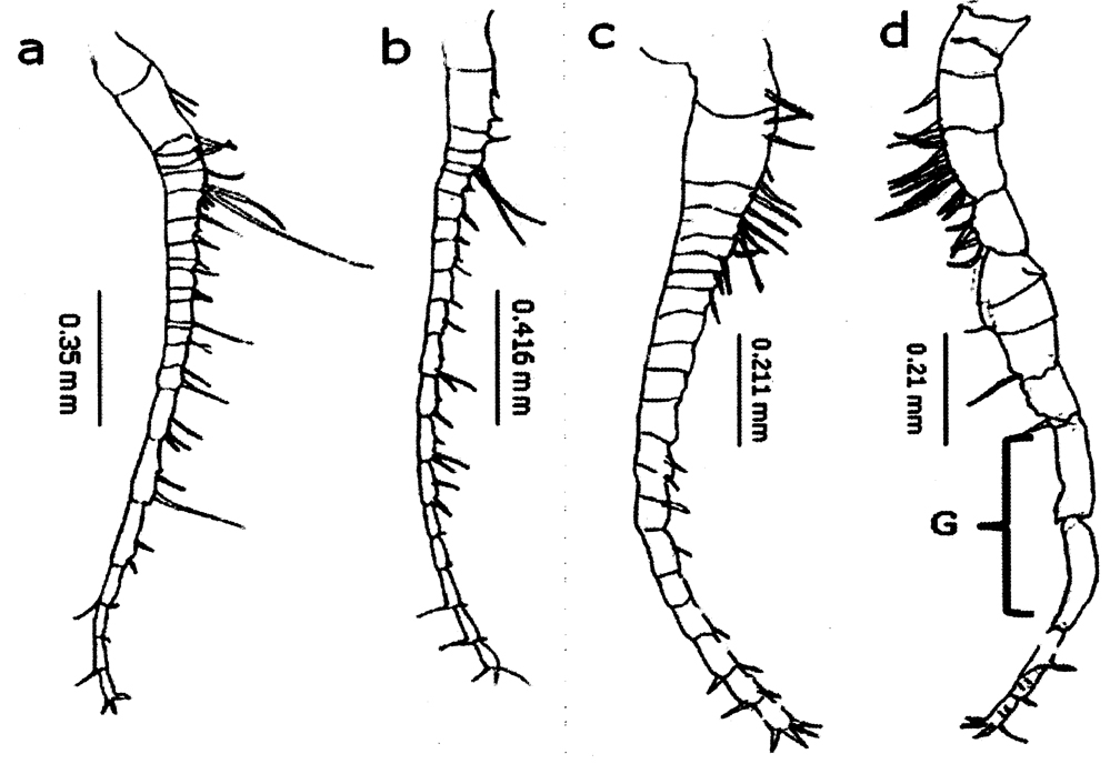 Species Labidocera minuta - Plate 23 of morphological figures