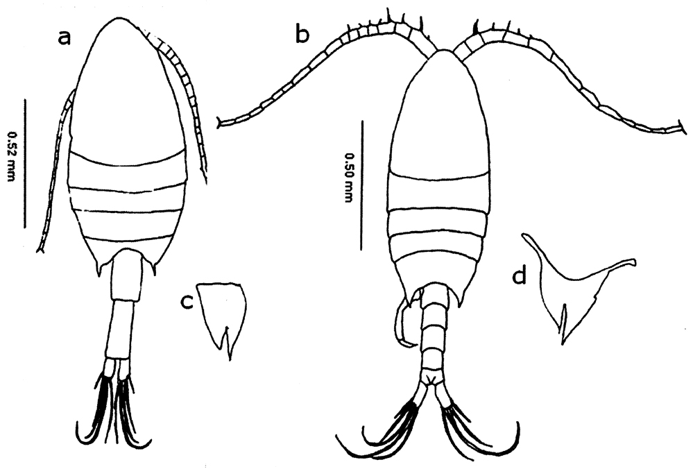 Espce Calanopia aurivilli - Planche 6 de figures morphologiques
