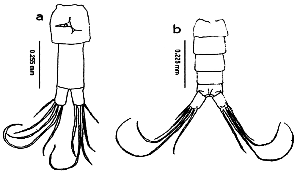 Espce Calanopia aurivilli - Planche 7 de figures morphologiques