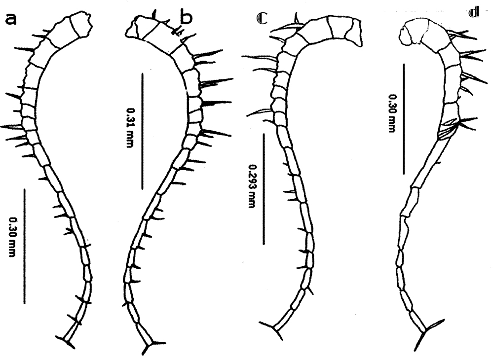 Espce Calanopia aurivilli - Planche 8 de figures morphologiques