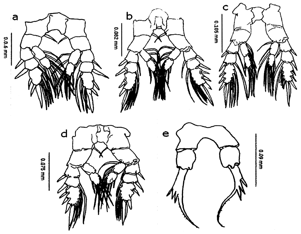 Espce Calanopia aurivilli - Planche 9 de figures morphologiques