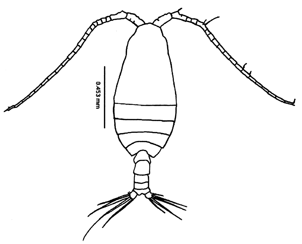 Species Canthocalanus pauper - Plate 13 of morphological figures