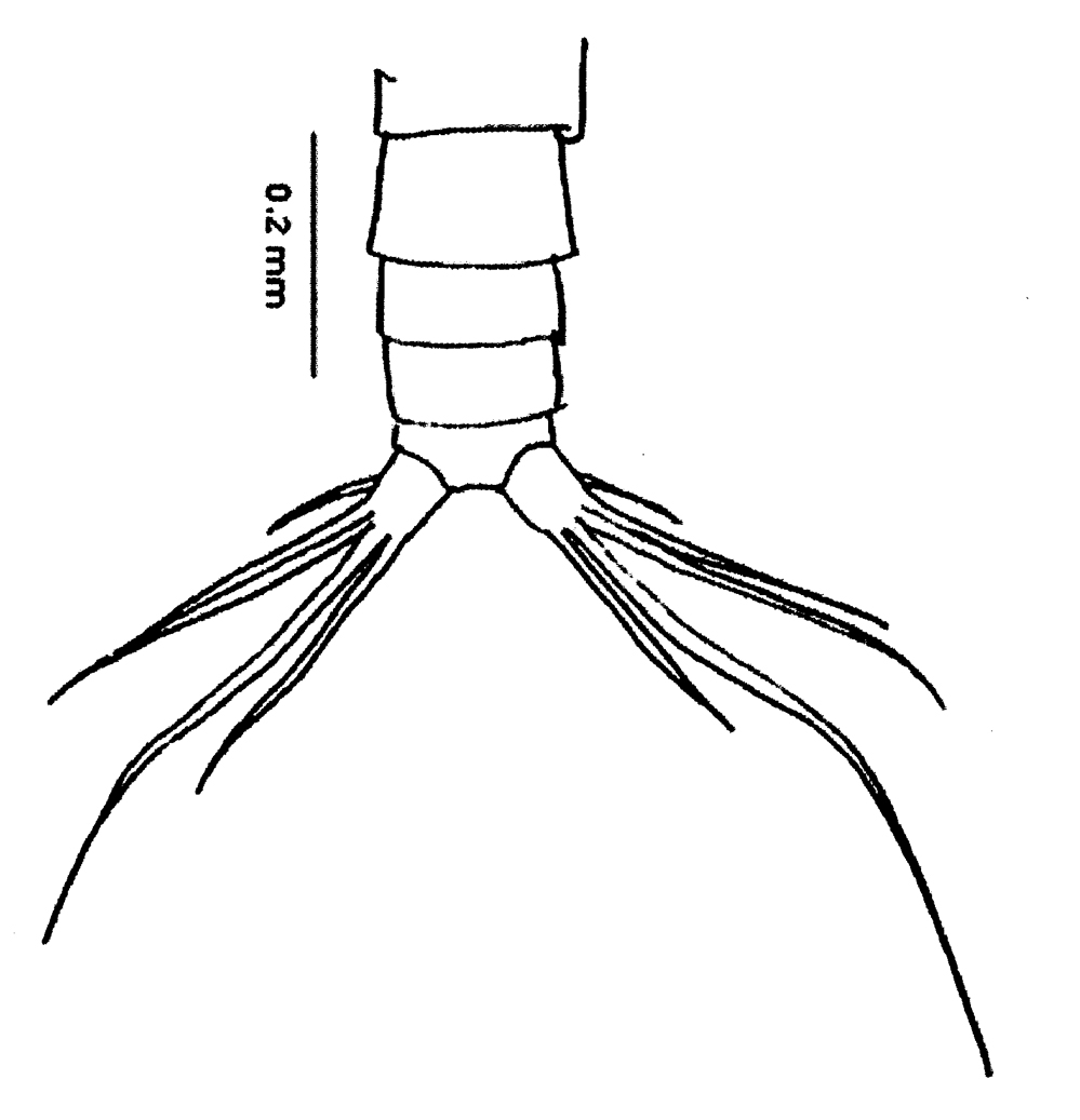 Espce Canthocalanus pauper - Planche 14 de figures morphologiques