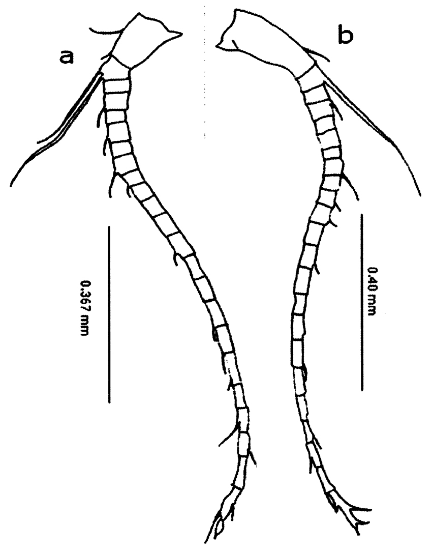 Espce Canthocalanus pauper - Planche 15 de figures morphologiques