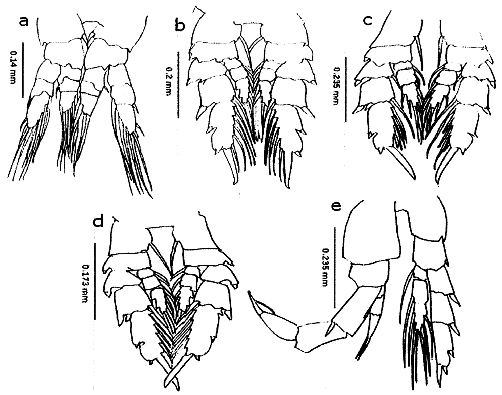 Species Canthocalanus pauper - Plate 16 of morphological figures