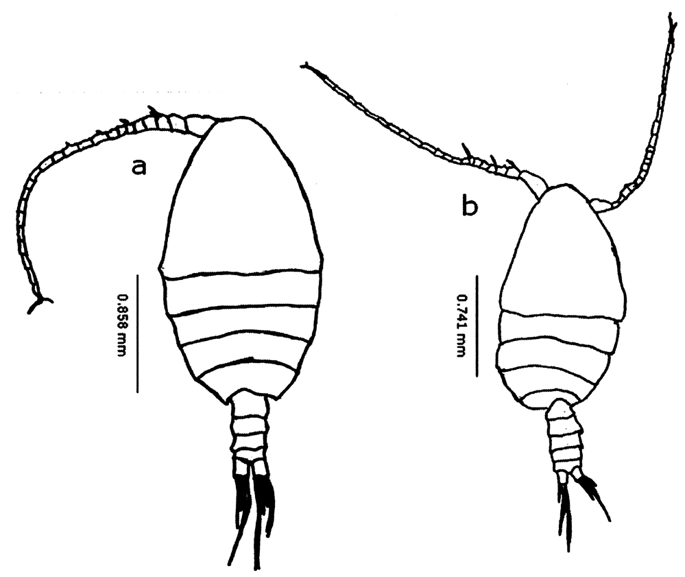Species Undinula vulgaris - Plate 33 of morphological figures