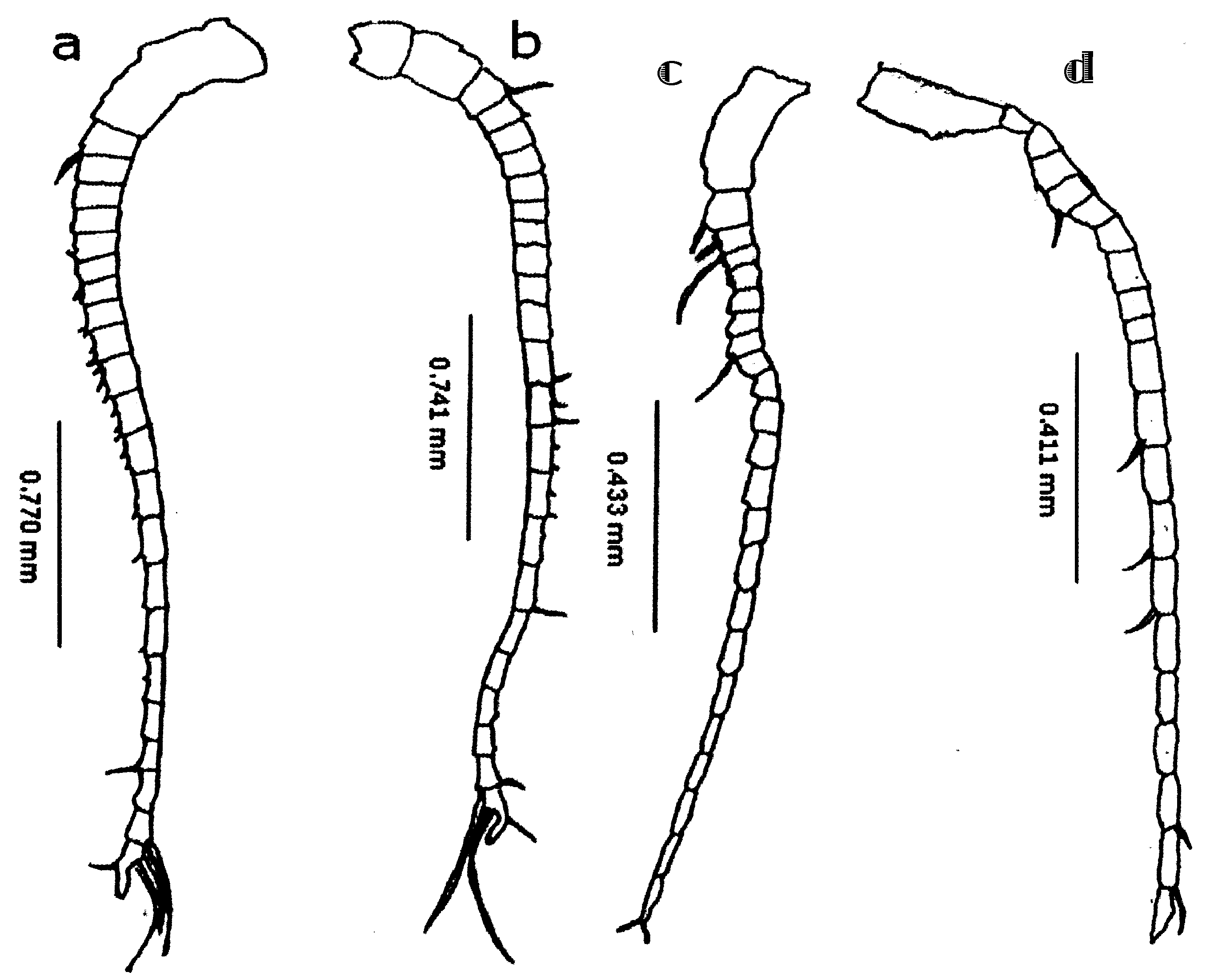 Espèce Undinula vulgaris - Planche 35 de figures morphologiques