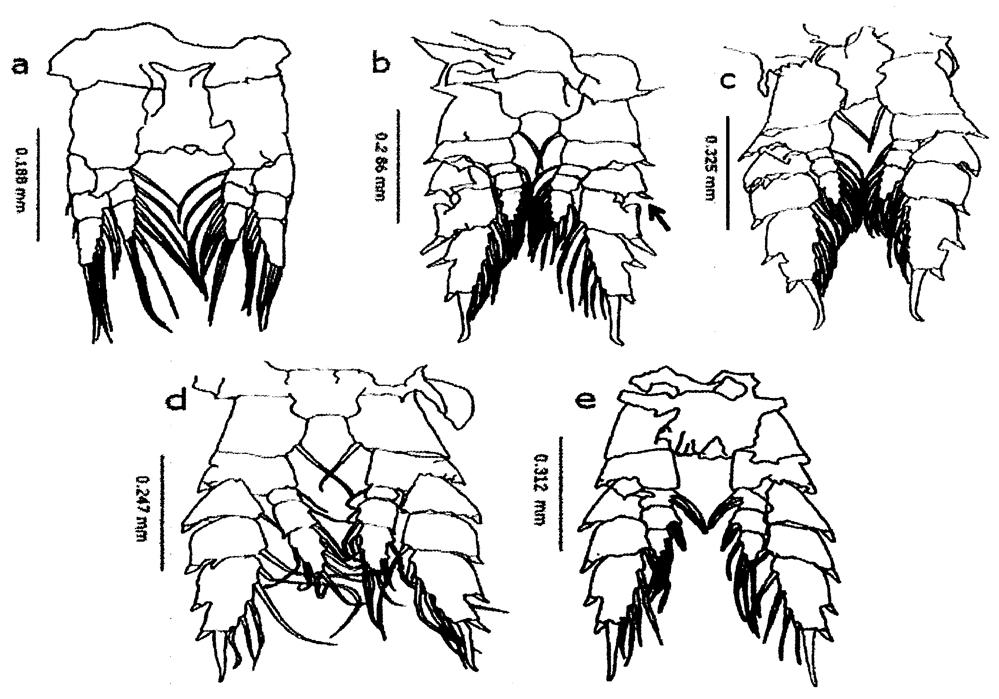 Species Undinula vulgaris - Plate 36 of morphological figures