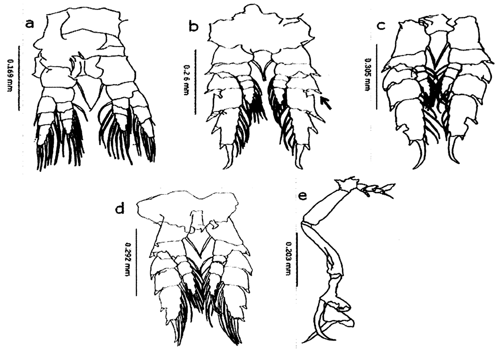 Species Undinula vulgaris - Plate 37 of morphological figures