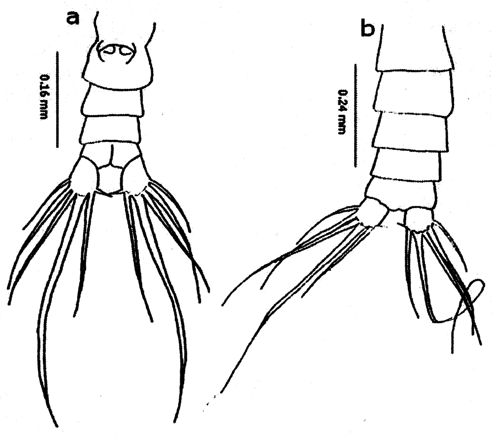 Species Cosmocalanus darwini - Plate 23 of morphological figures