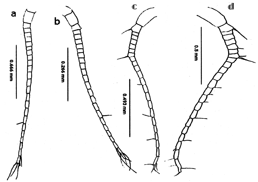 Espèce Cosmocalanus darwini - Planche 24 de figures morphologiques