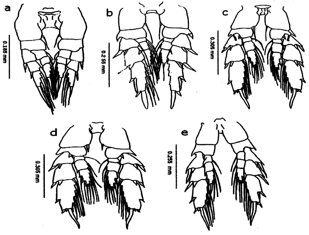 Species Cosmocalanus darwini - Plate 25 of morphological figures