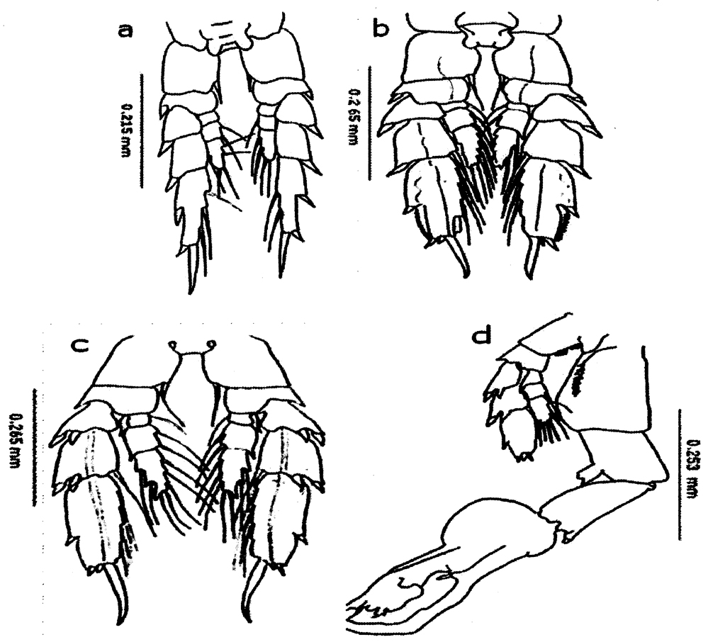 Espèce Cosmocalanus darwini - Planche 26 de figures morphologiques