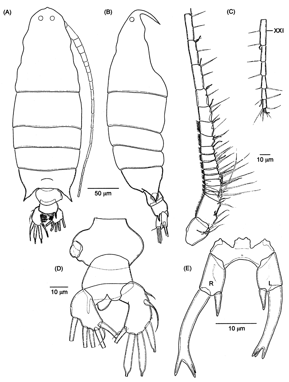 Espce Labidocera acutifrons - Planche 12 de figures morphologiques