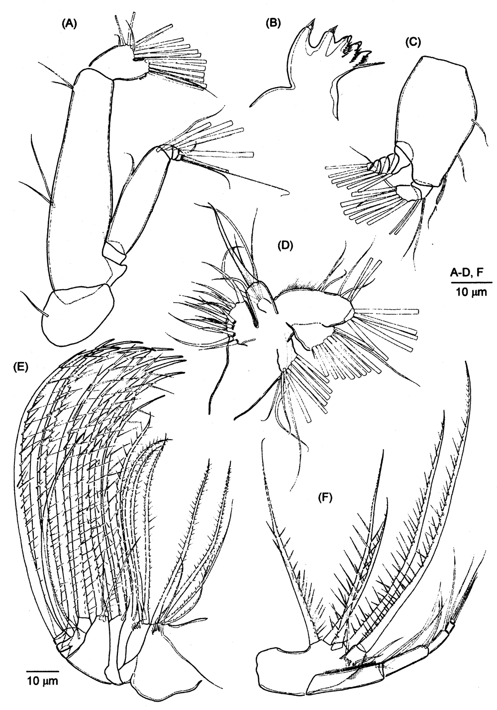 Espce Labidocera acutifrons - Planche 13 de figures morphologiques