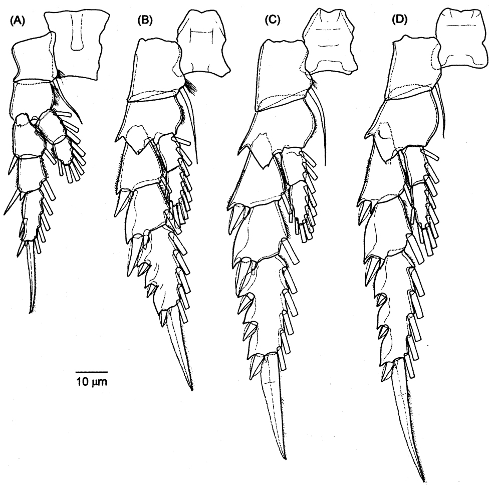 Species Labidocera acutifrons - Plate 14 of morphological figures