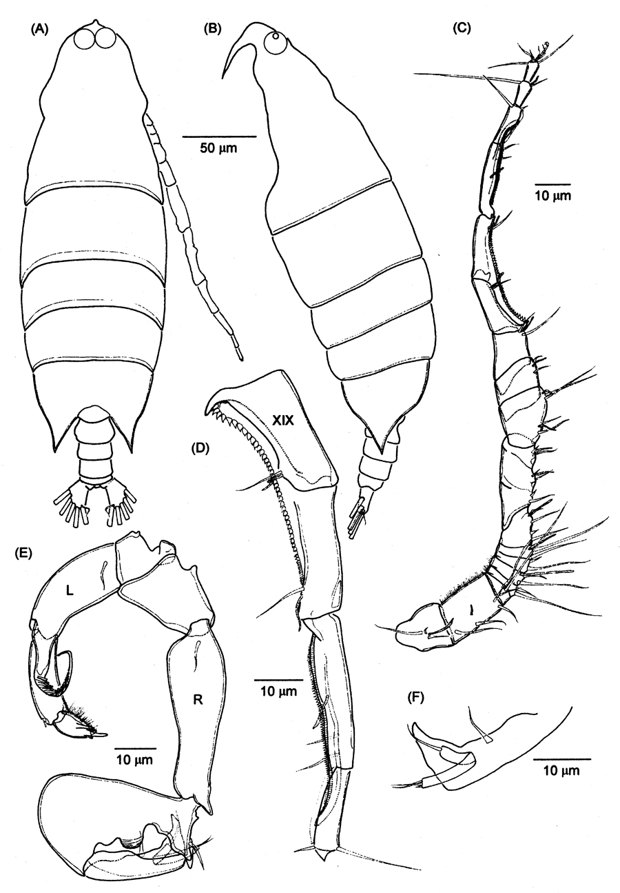 Species Labidocera acutifrons - Plate 18 of morphological figures