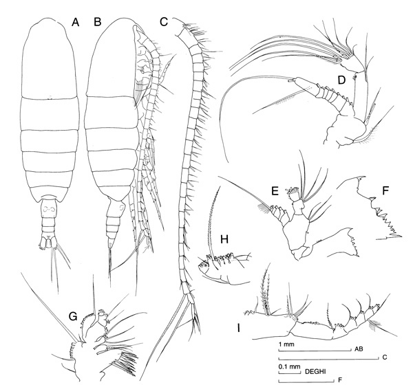 Species Calanus australis - Plate 1 of morphological figures