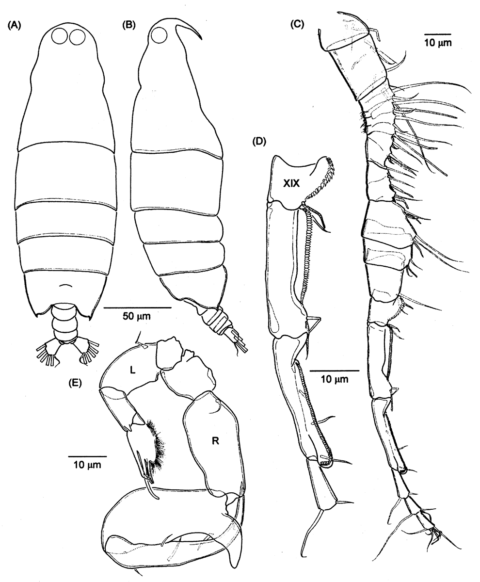 Species Labidocera detruncata - Plate 21 of morphological figures