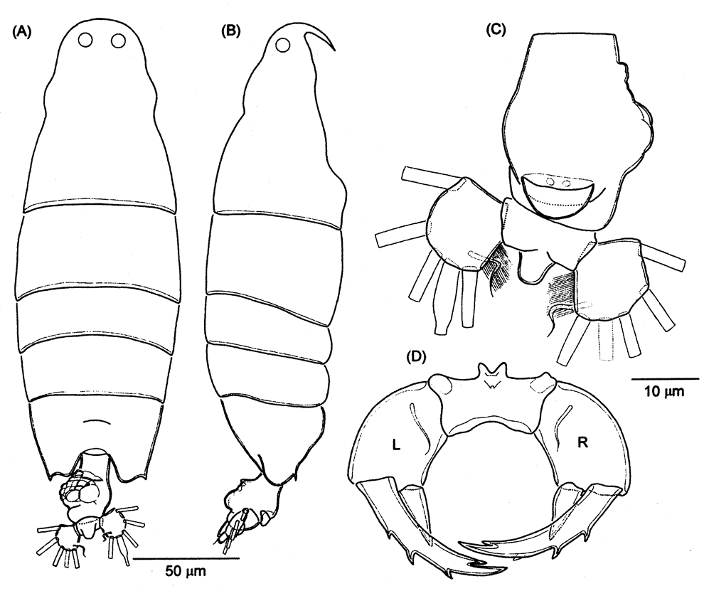 Espce Labidocera detruncata - Planche 18 de figures morphologiques