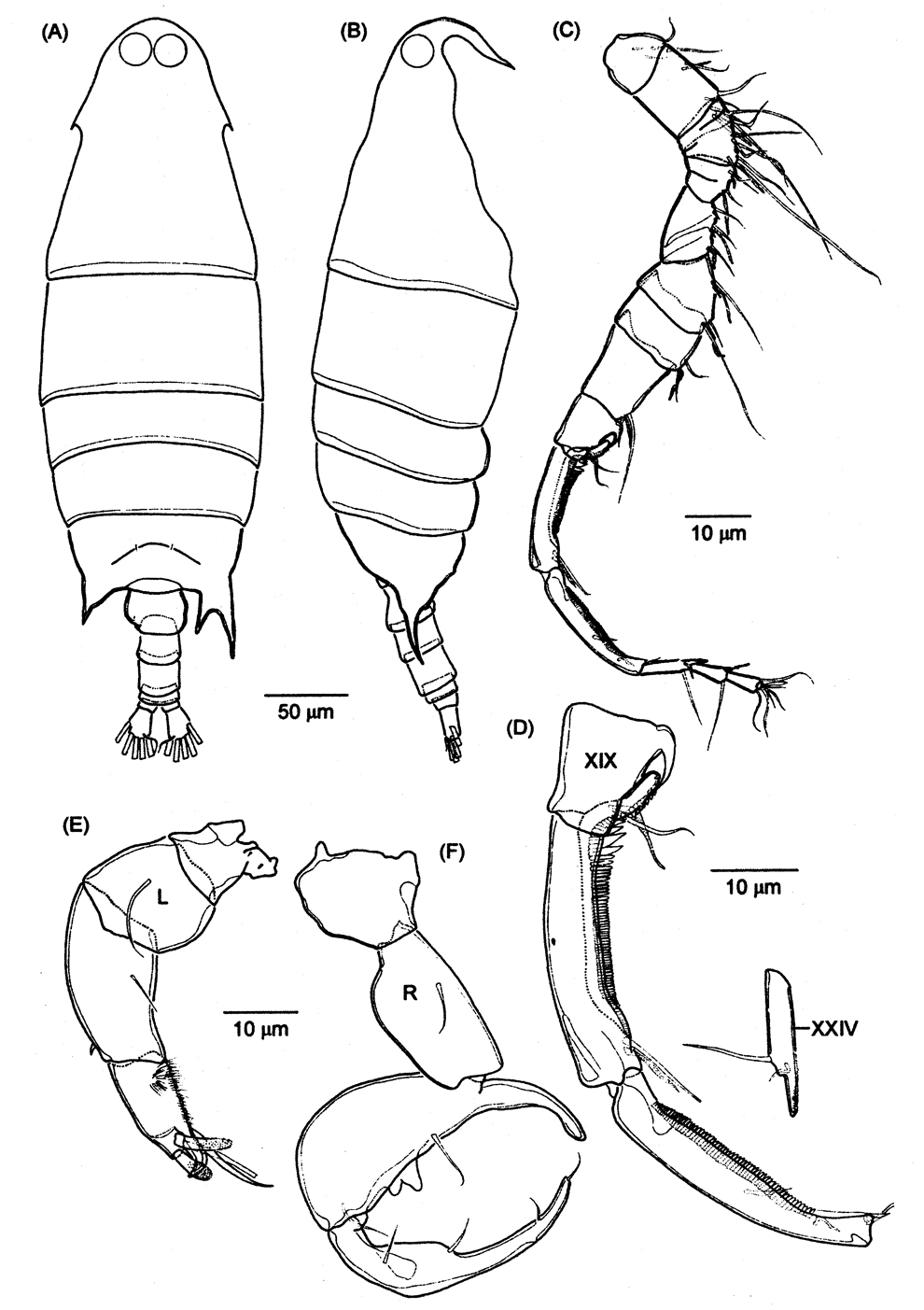 Espce Labidocera kryeri - Planche 19 de figures morphologiques