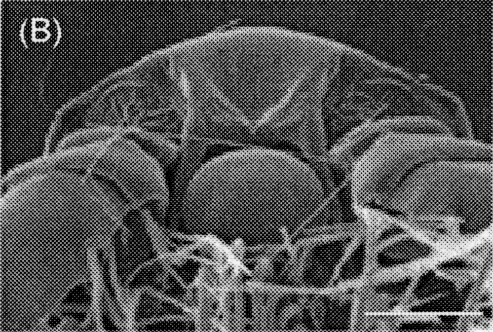 Espce Labidocera detruncata - Planche 19 de figures morphologiques