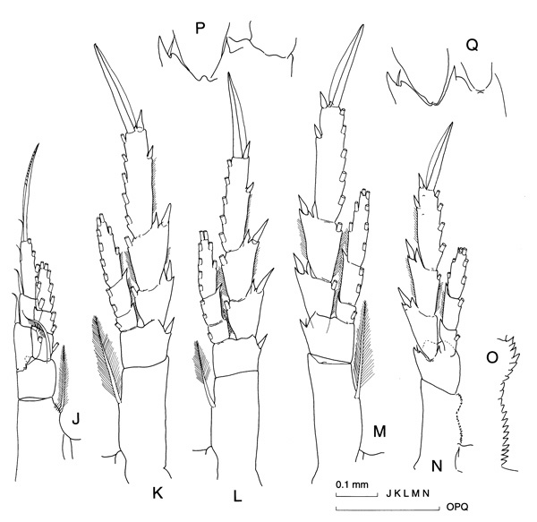 Species Calanus australis - Plate 2 of morphological figures