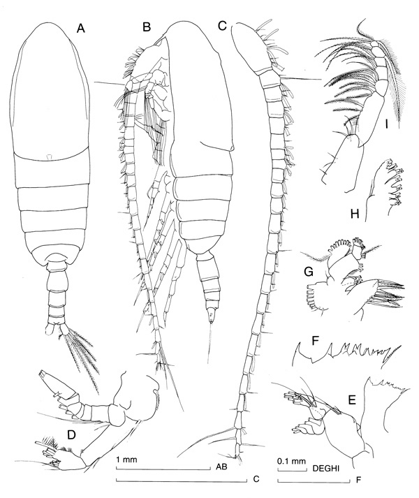 Species Calanus australis - Plate 3 of morphological figures