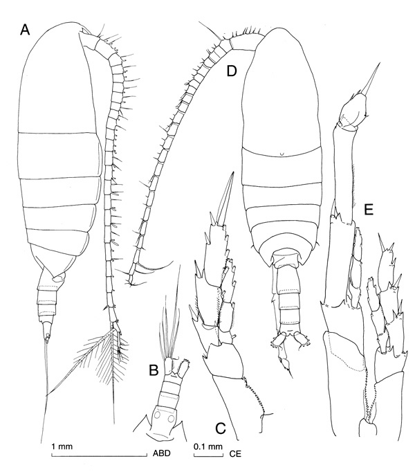 Espèce Calanus simillimus - Planche 1 de figures morphologiques