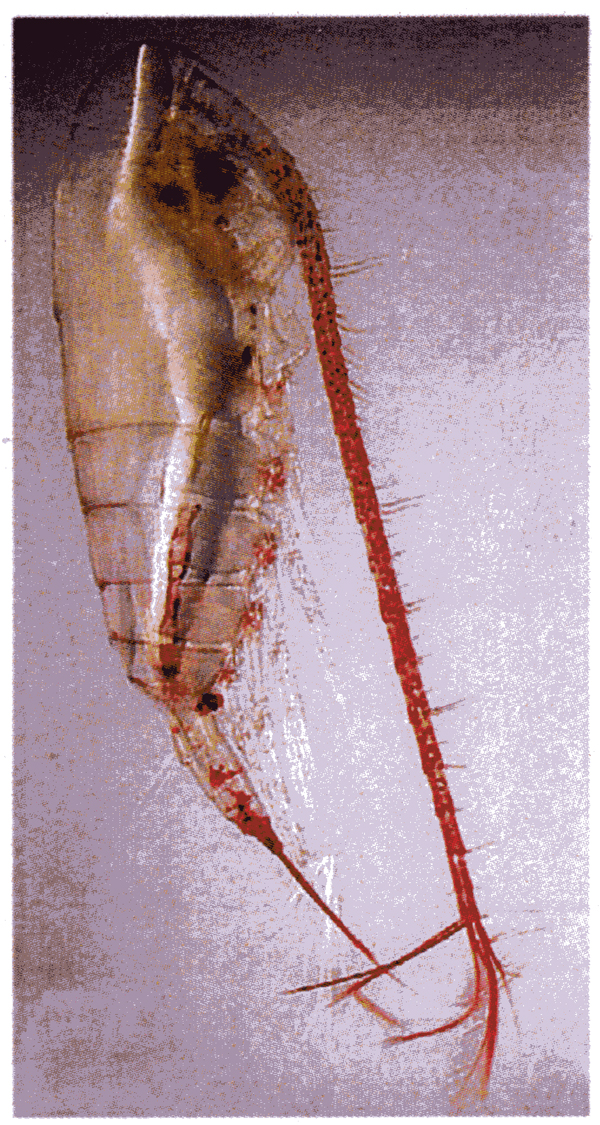 Espce Calanus hyperboreus - Planche 17 de figures morphologiques