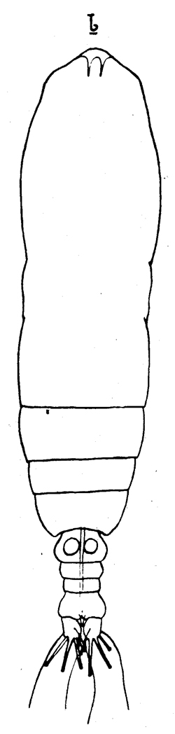 Espce Calocalanus pseudocontractus - Planche 1 de figures morphologiques