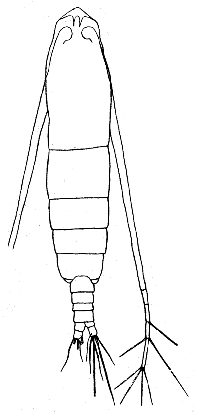 Species Calocalanus plumulosus - Plate 15 of morphological figures