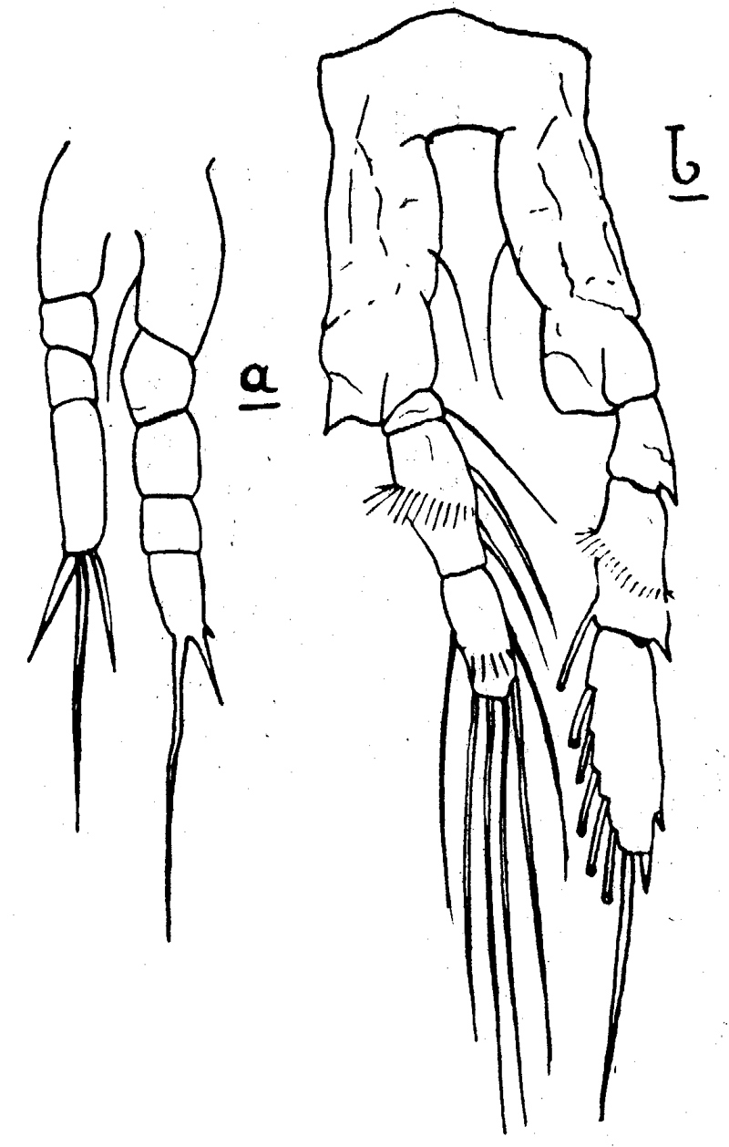 Espèce Calocalanus plumulosus - Planche 16 de figures morphologiques