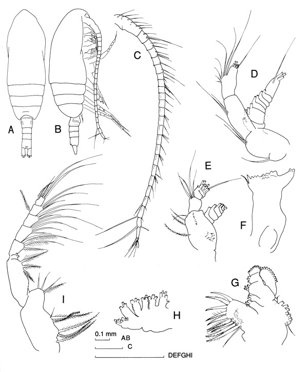 Espèce Paracalanus indicus - Planche 1 de figures morphologiques