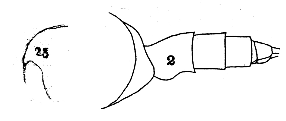 Espèce Scolecithrix aculeata - Planche 1 de figures morphologiques