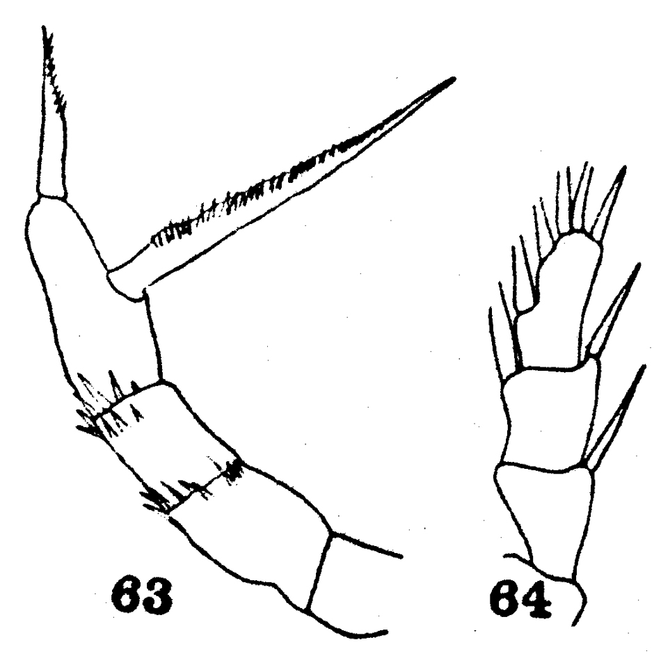 Espèce Scolecithrix aculeata - Planche 2 de figures morphologiques