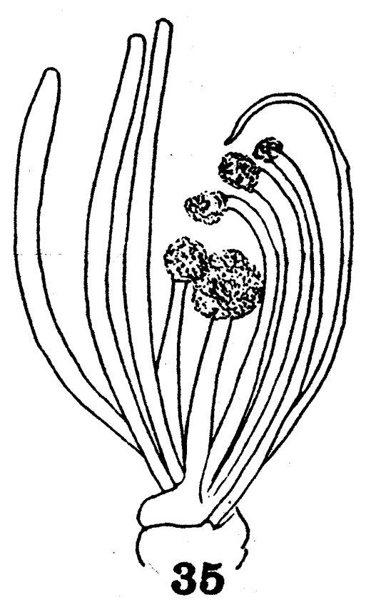 Espèce Scolecithrix obscura - Planche 2 de figures morphologiques